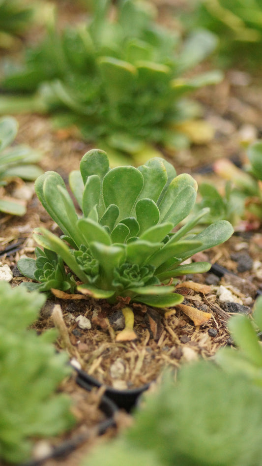 Rosularia sempervivum - Hauswurz-Dickröschen