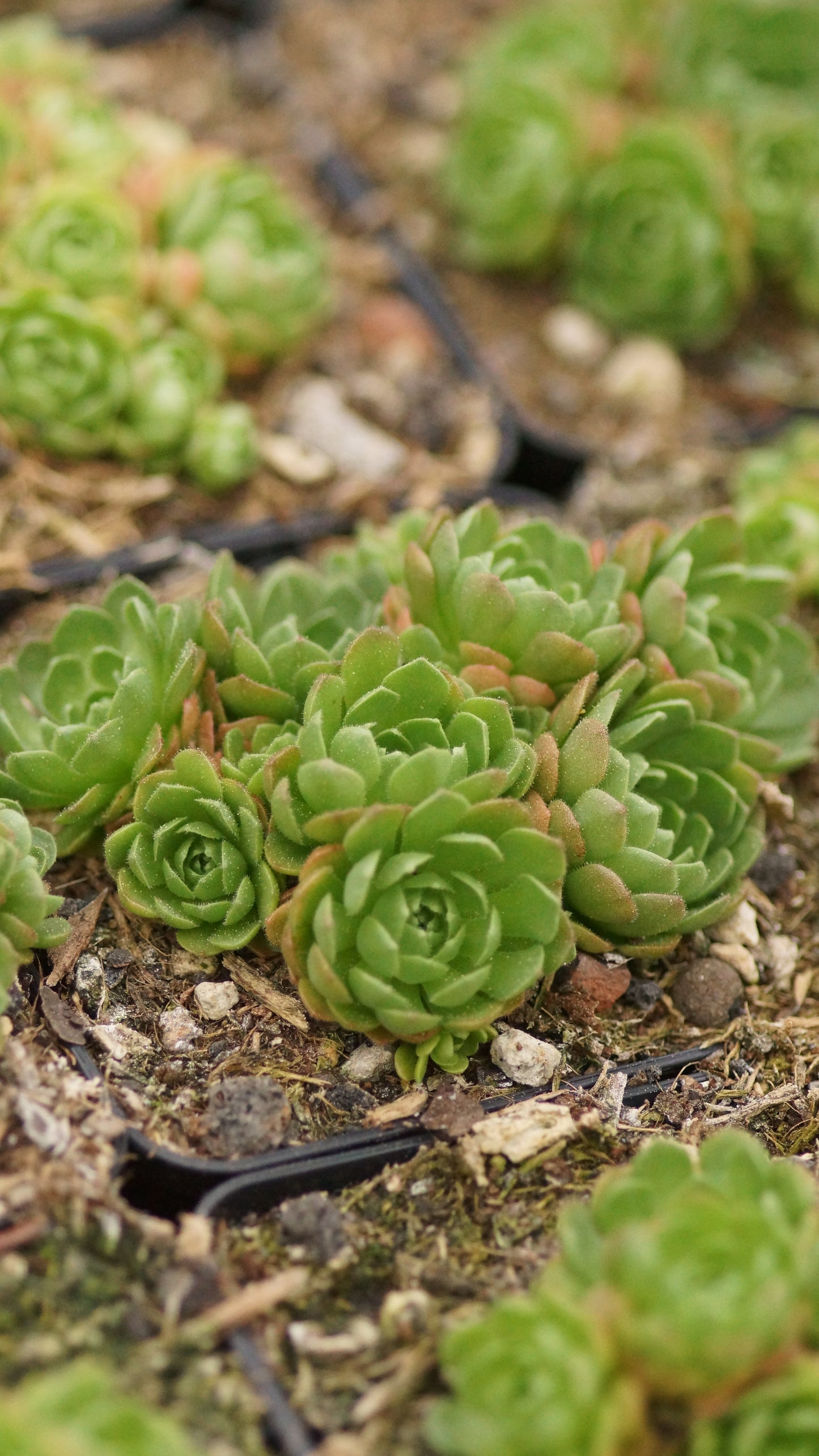 Rosularia platyphylla - Dickröschen