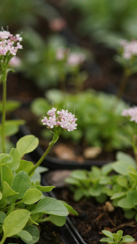 Valeriana supina - Zwerg-Baldrian