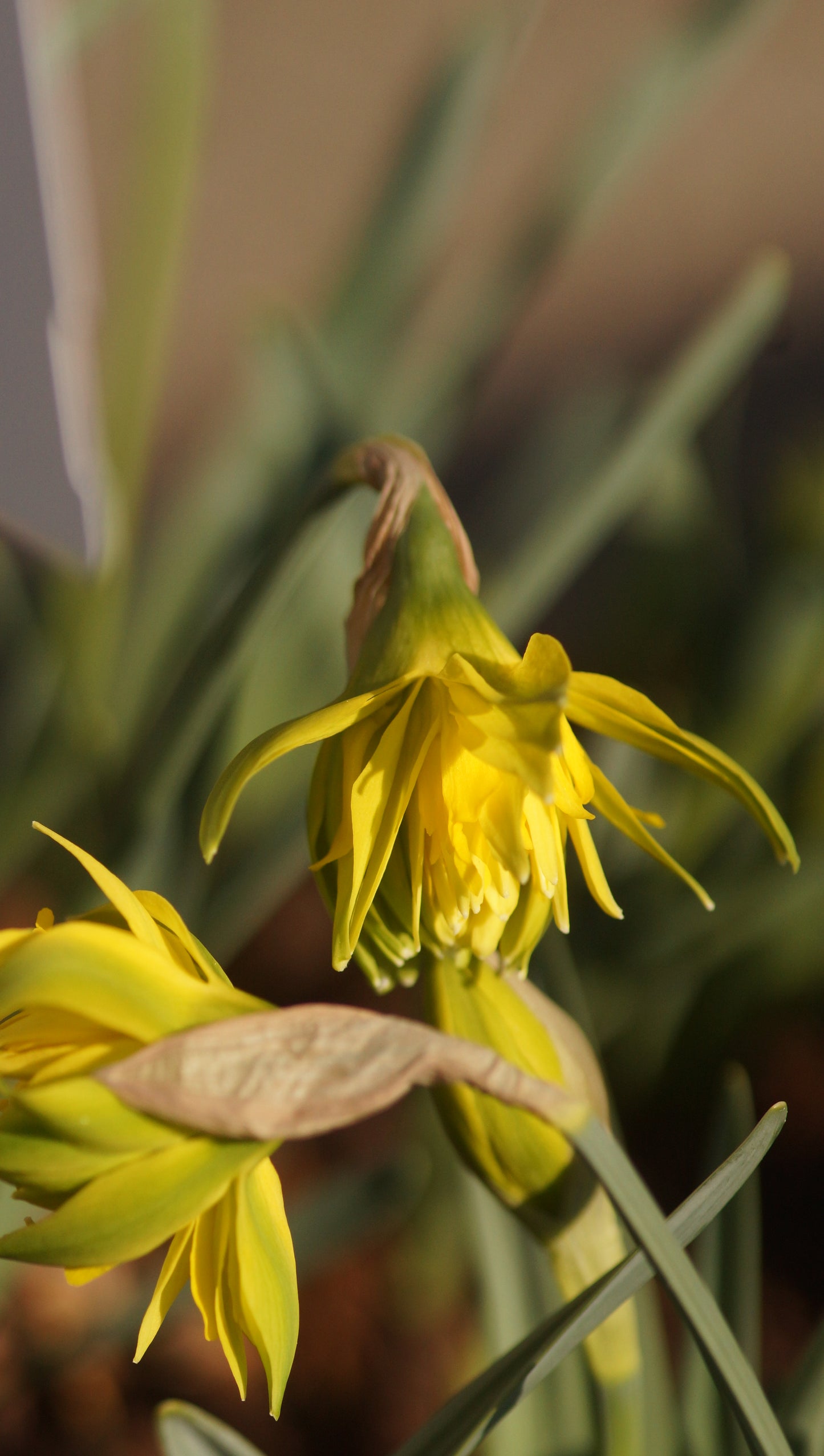 Narcissus 'Rip van Winkle' - Gefülte Narzisse