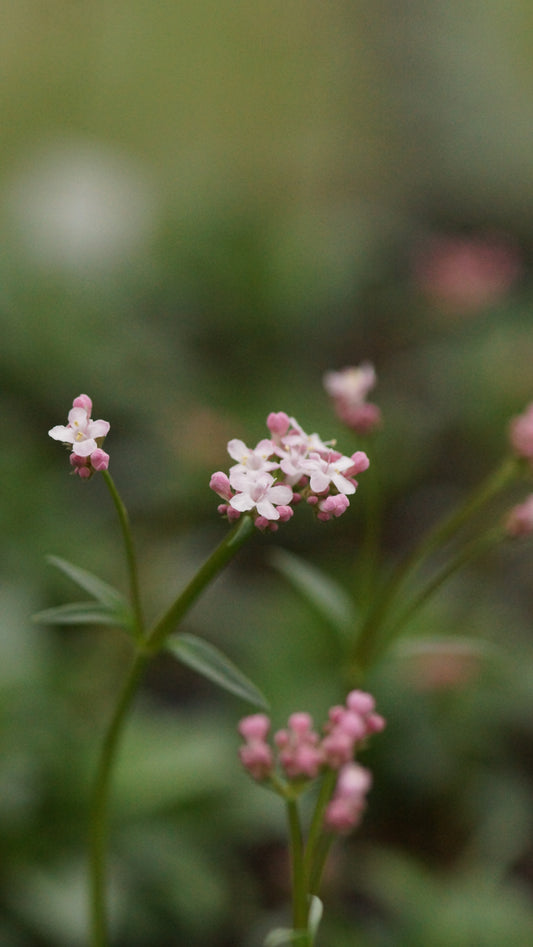 Valeriana saliunca - Weidenblättriger Baldrian