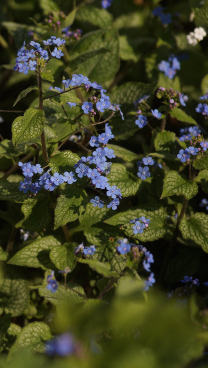 Brunnera macrophylla 'Alexanders Great' - Kaukasusvergissmeinnicht