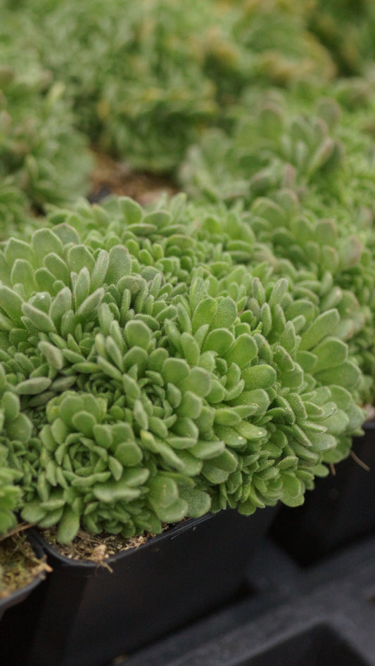 Rosularia pallida - Dickröschen