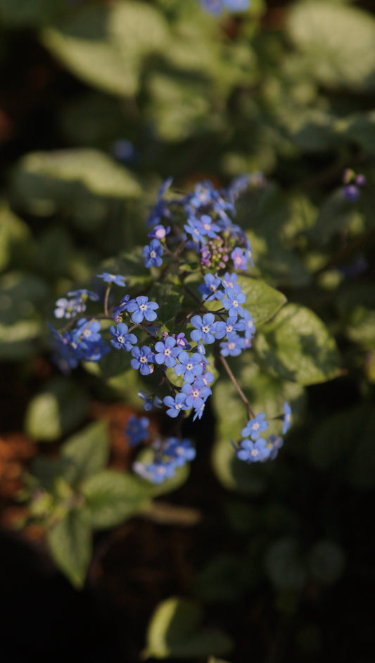 Brunnera macrophylla 'Jack Frost' - Kaukasusvergissmeinnicht