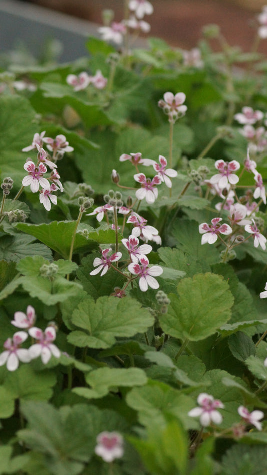 Erodium trifolium - Reiherschnabel