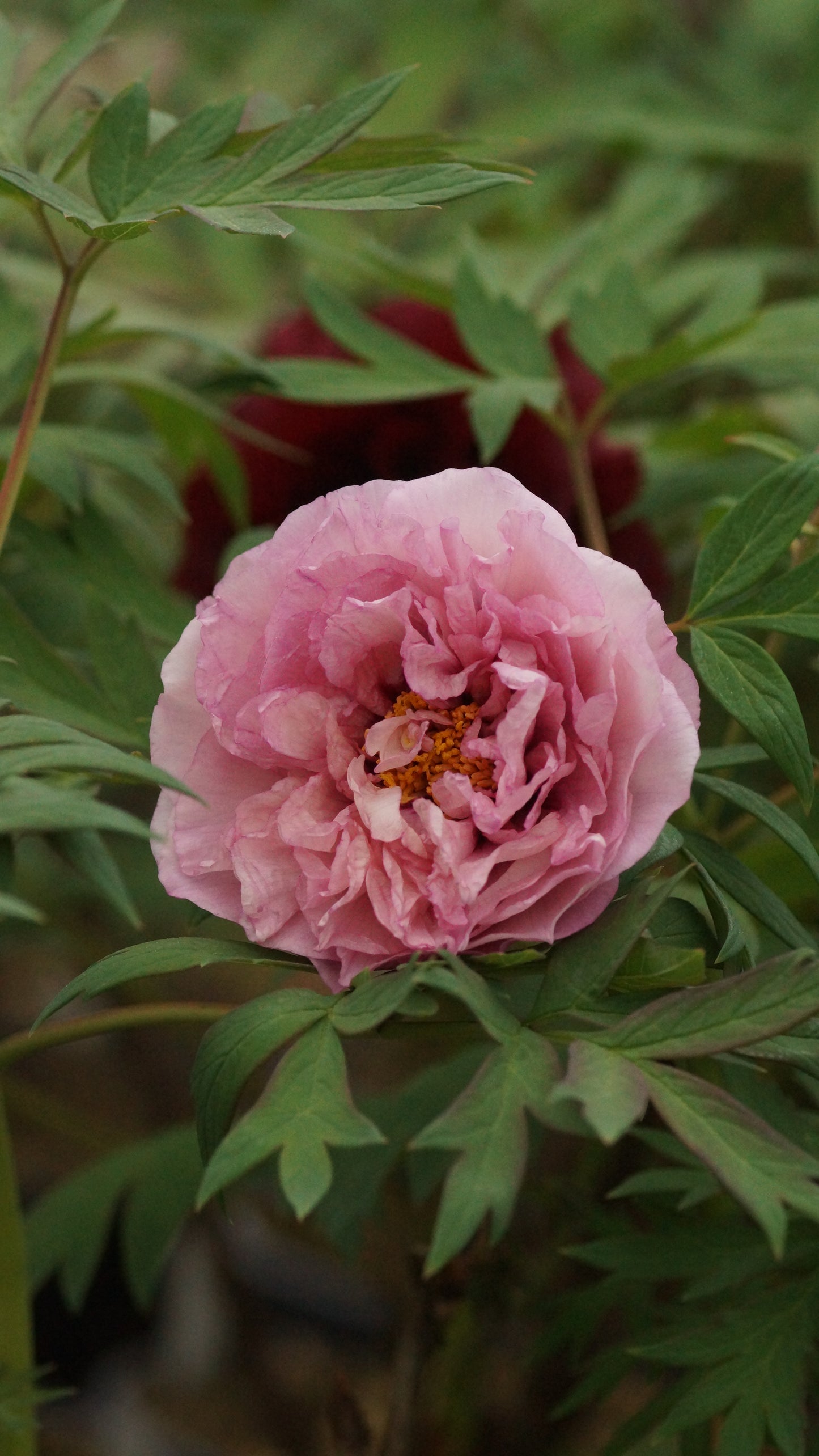 Paeonia Lutea-Hybride 'Waucedah Princess' - Strauch-Pfingstrose