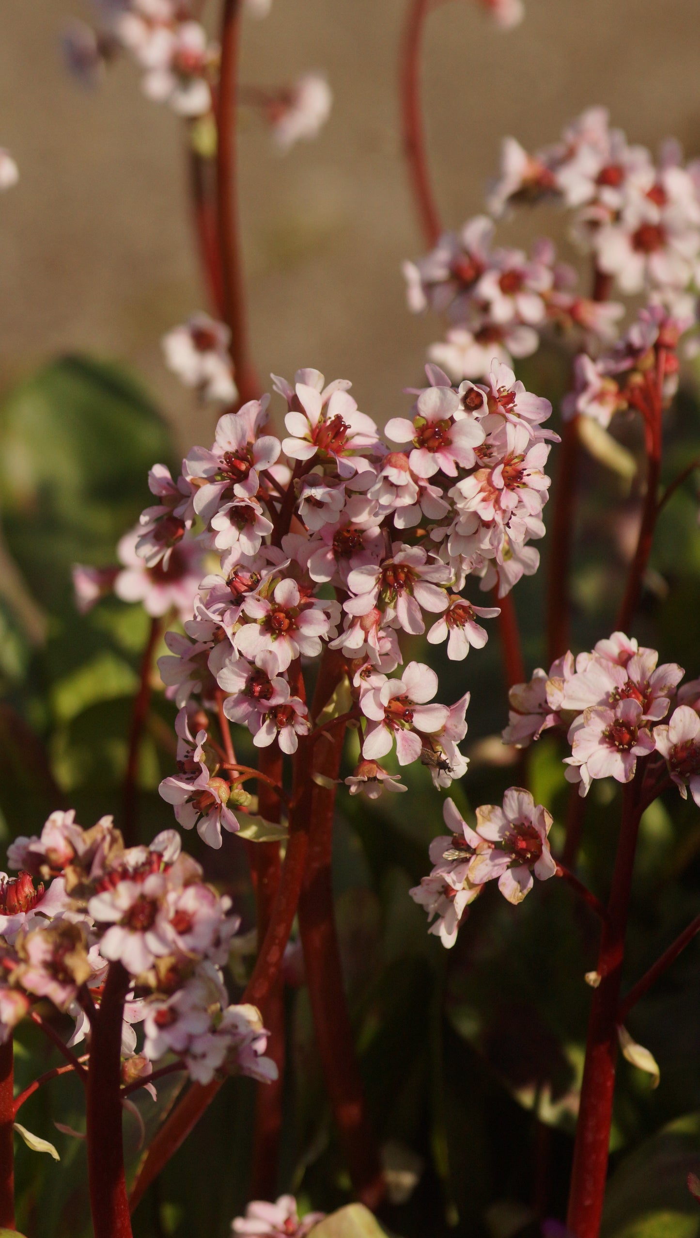 Bergenia cordifolia 'Silberlicht' - Bergenie