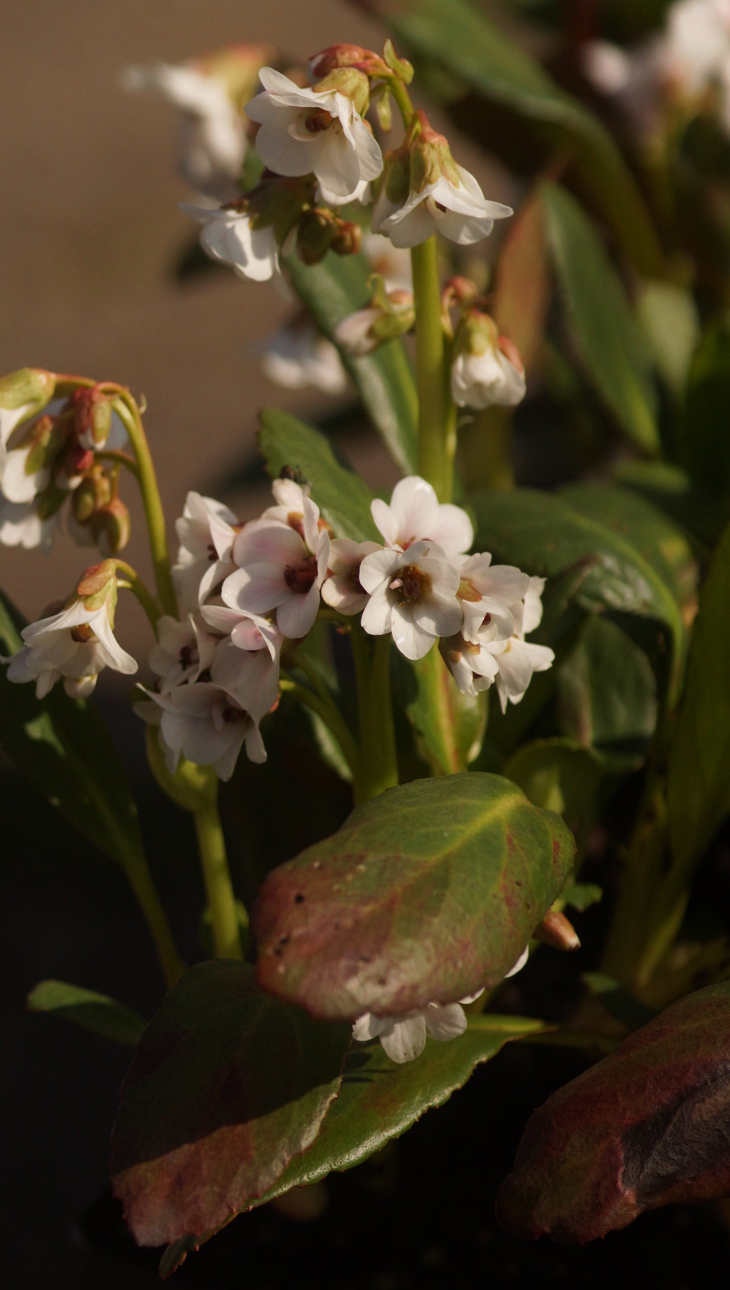Bergenia cordifolia 'Dragonfly Angel Kiss®' - Bergenie