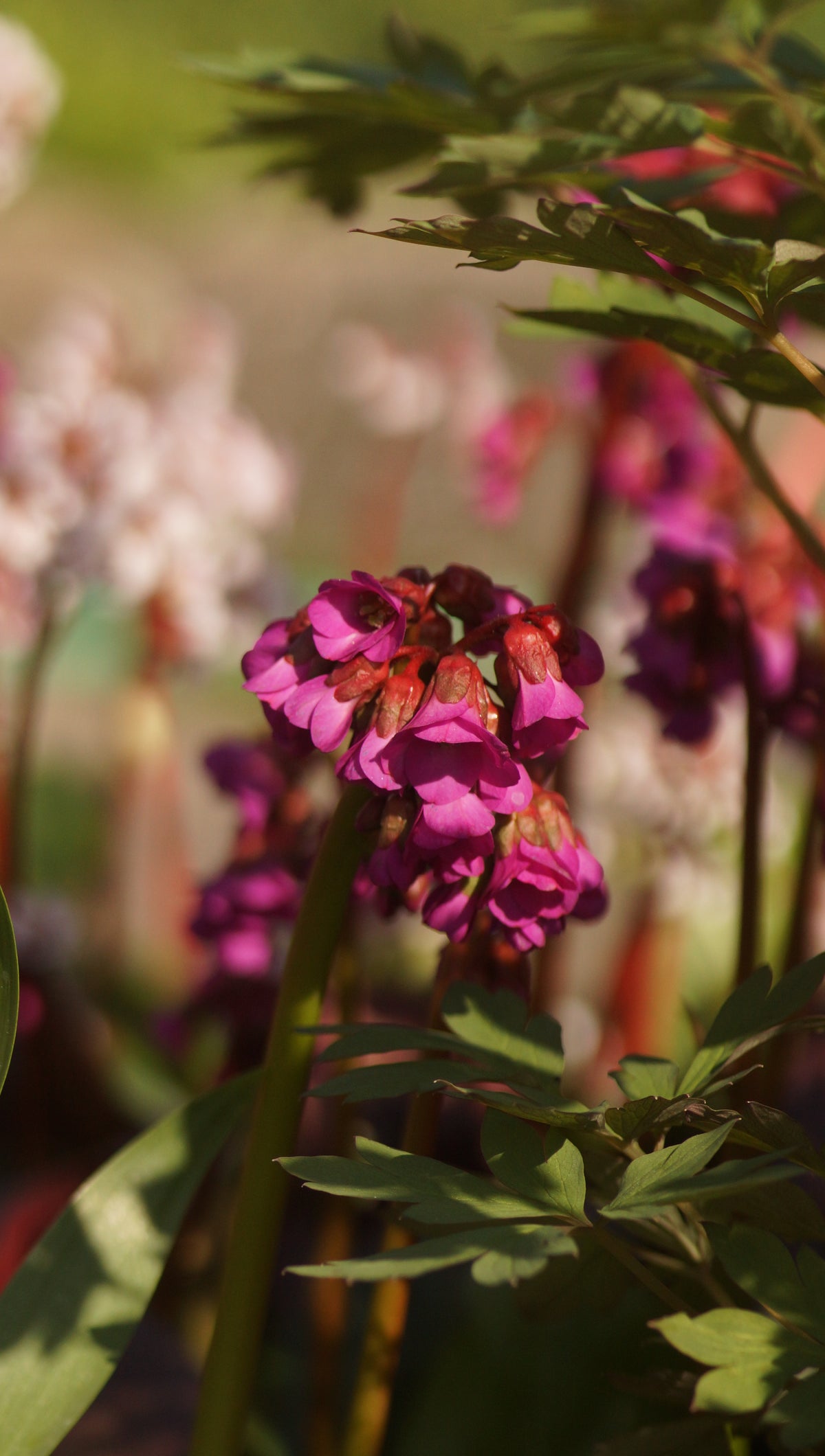 Bergenia cordifolia 'Eroica' - Bergenie