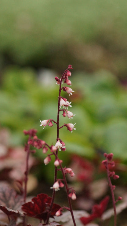 Heuchera Hybride 'Petite Marbled Burgundy' - Zwerg-Purpurglöckchen