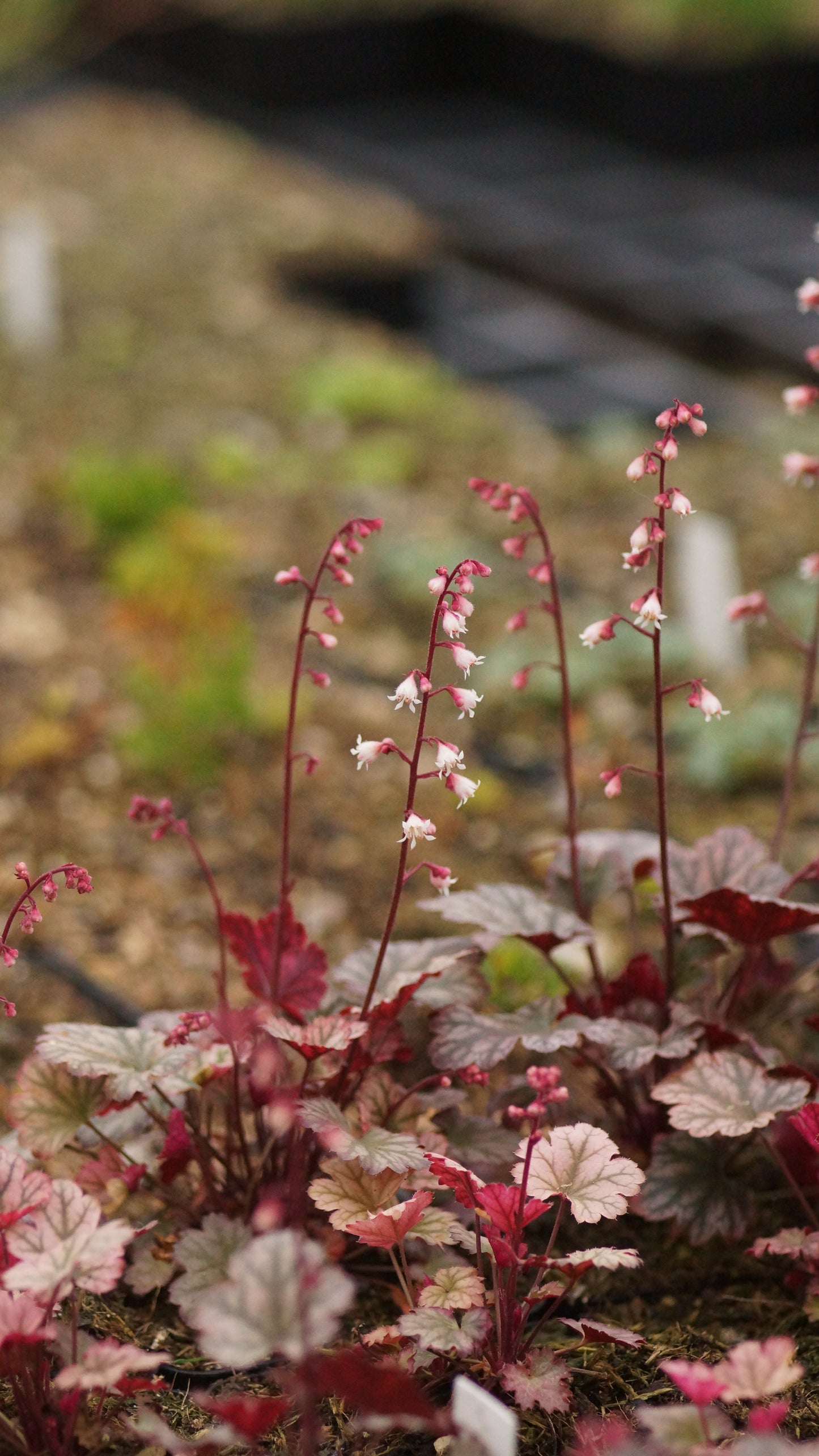 Heuchera Hybride 'Petite Marbled Burgundy' - Zwerg-Purpurglöckchen