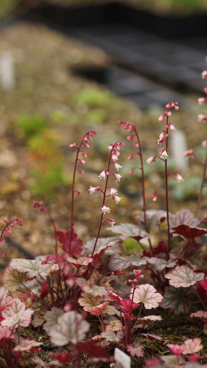 Heuchera Hybride 'Petite Marbled Burgundy' - Zwerg-Purpurglöckchen