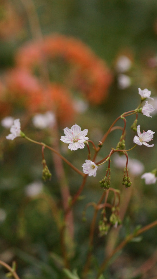 Lewisia columbiana - Bitterwurz