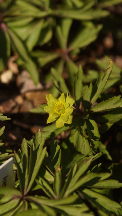Anemone ranunculoides 'Lena' - Gelbes Buschwindröschen