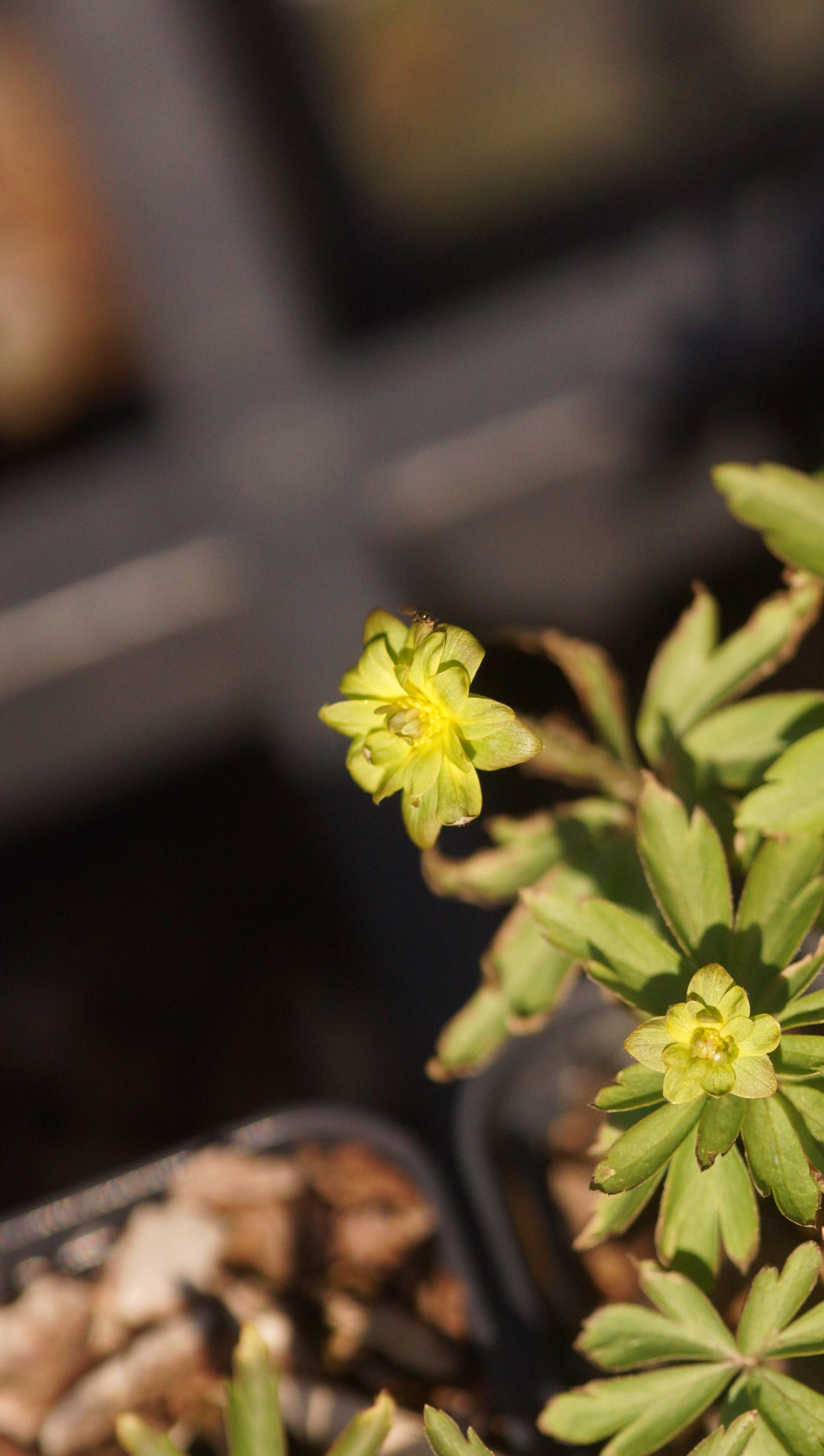 Anemone ranunculoides 'Grünspecht' - Gelbes Buschwindröschen