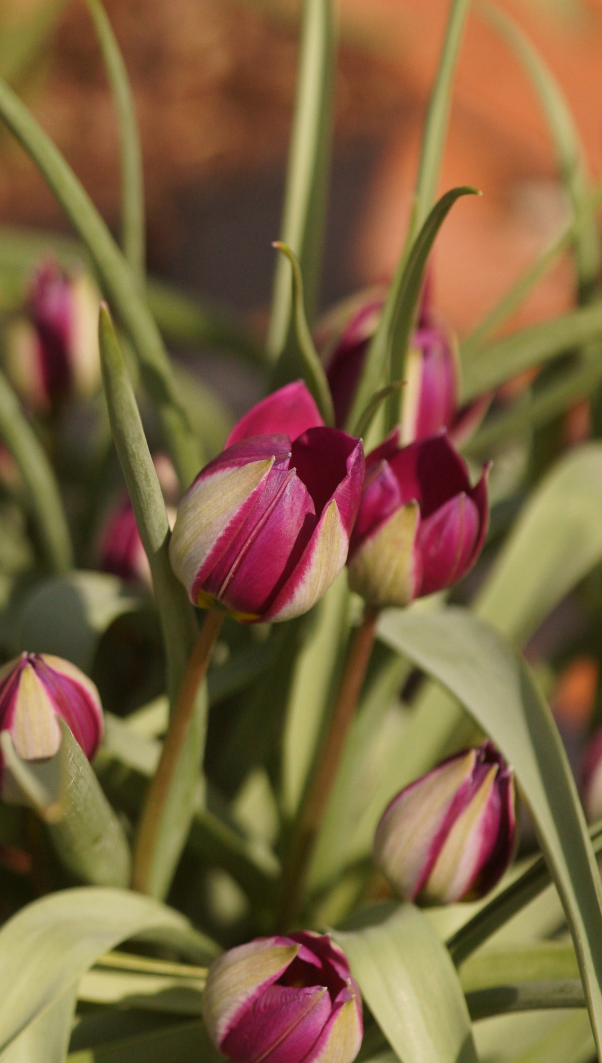 Tulipa humilis 'Persian Pearl' - Zwerg-Tulpe