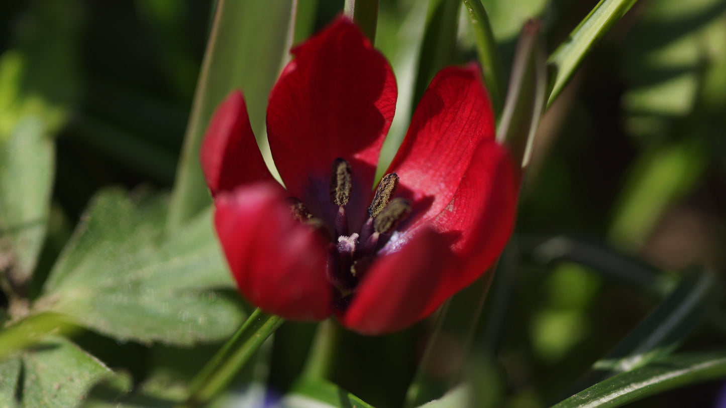 Tulipa humilis 'Liliput' - Zwerg-Tulpe