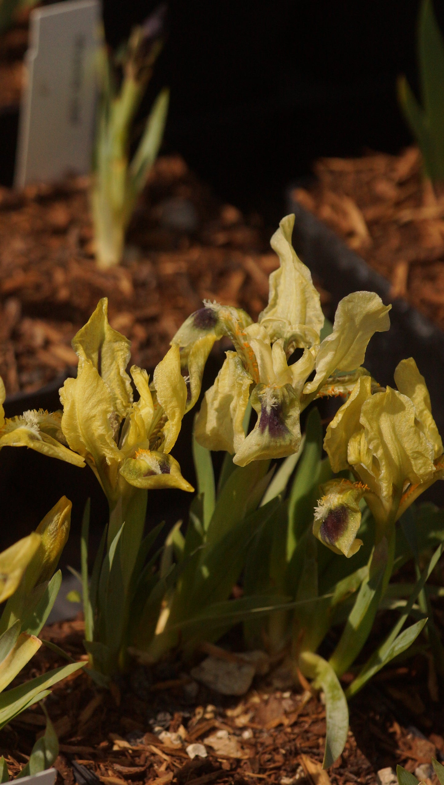 Iris pumila 'Zitronenfalter' - Zwerg-Schwertlilie
