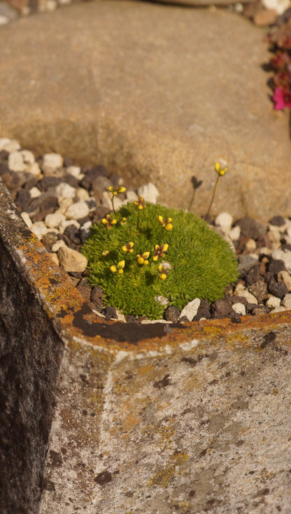 Draba mollissima -Hungerblümchen