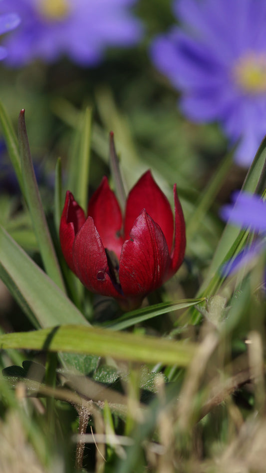 Tulipa humilis 'Liliput' - Zwerg-Tulpe