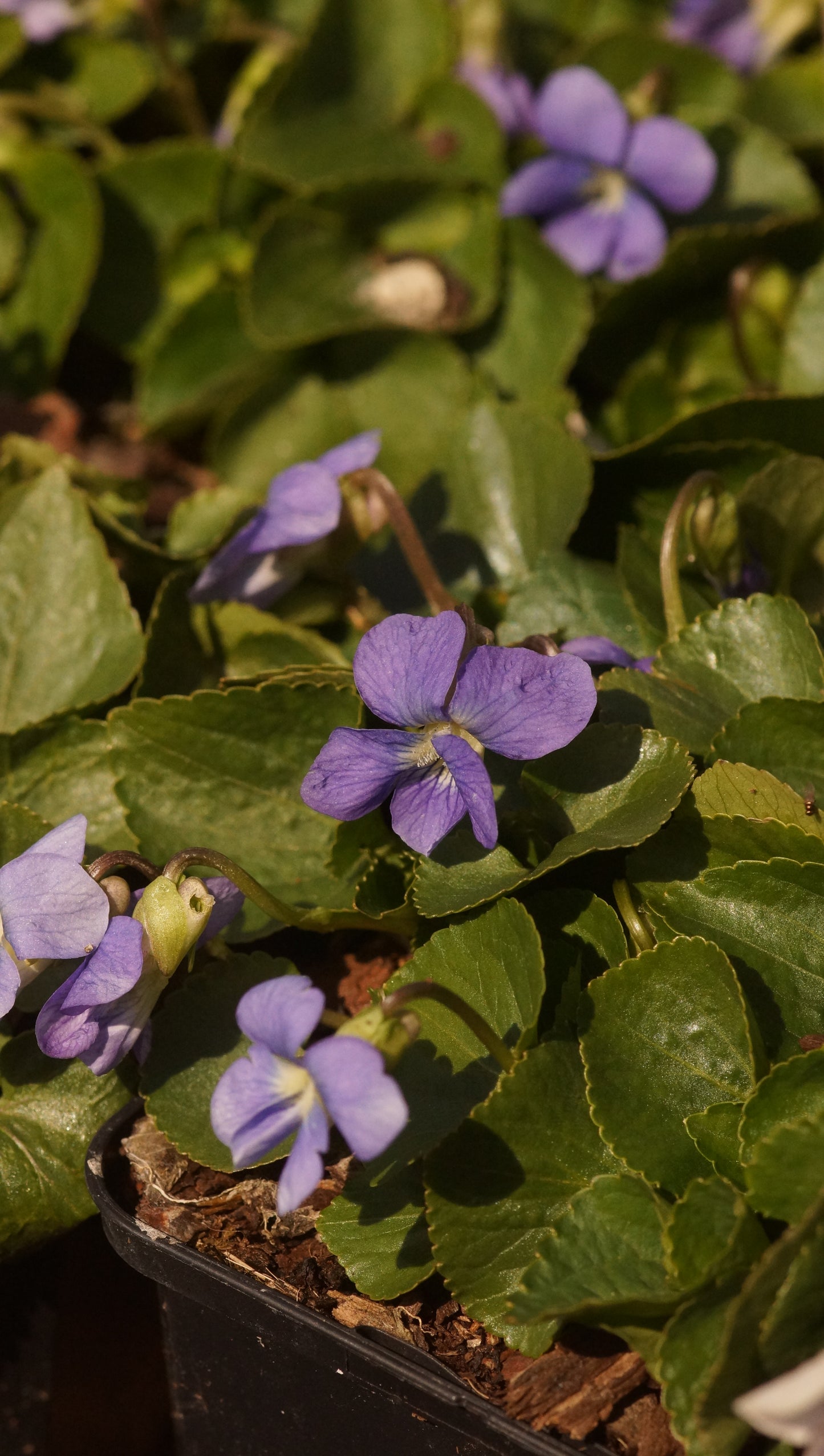 Viola sororia 'Blue Diamond' - Pfingst-Veilchen