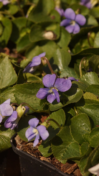 Viola sororia 'Blue Diamond' - Pfingst-Veilchen