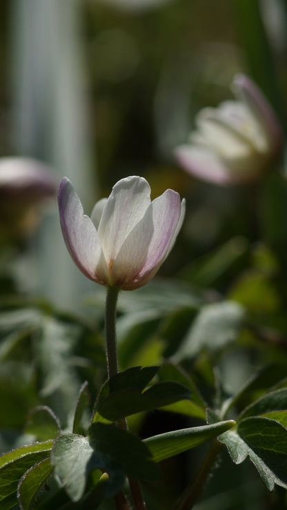 Anemone nemorosa - Buschwindröschen