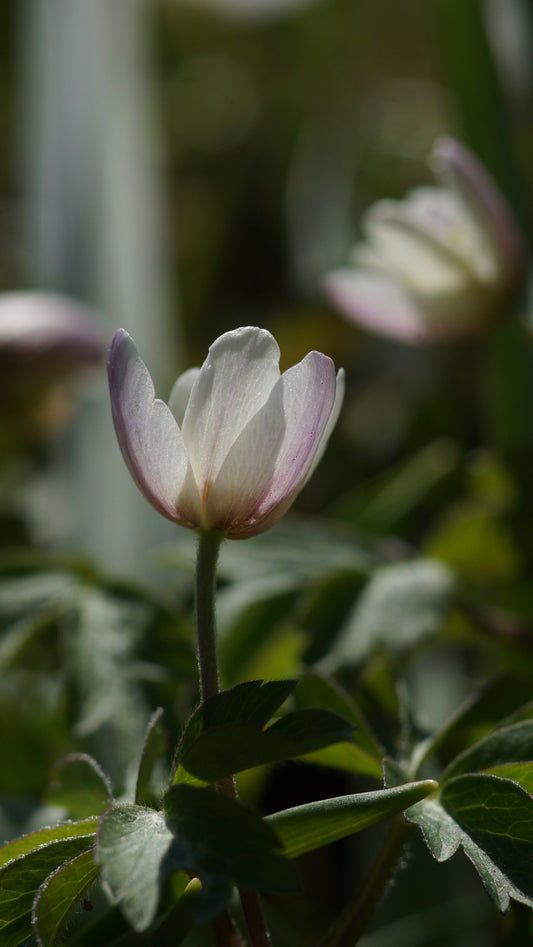Anemone nemorosa - Buschwindröschen