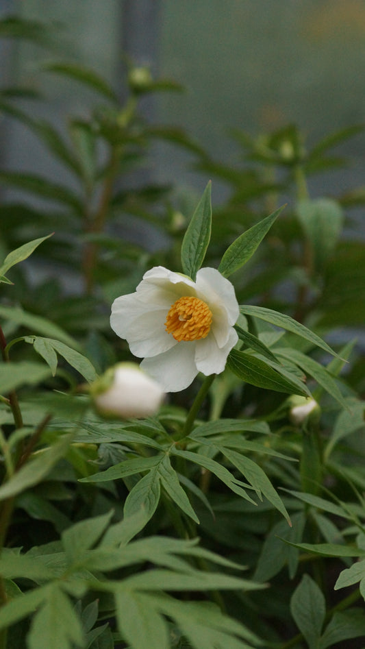 Paeonia emodii x anomala subsp. veitchii 'Early Windflower' - Pfingstrose