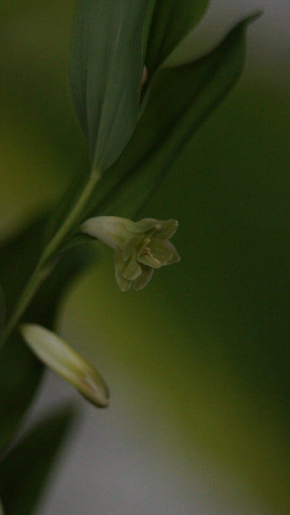 Polygonatum odoratum 'Flore Pleno' - Gefülltblühendes Salomonssiegel