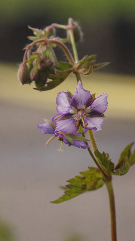 Geranium phaeum 'Censation Kora' - Brauner Storchschnabel