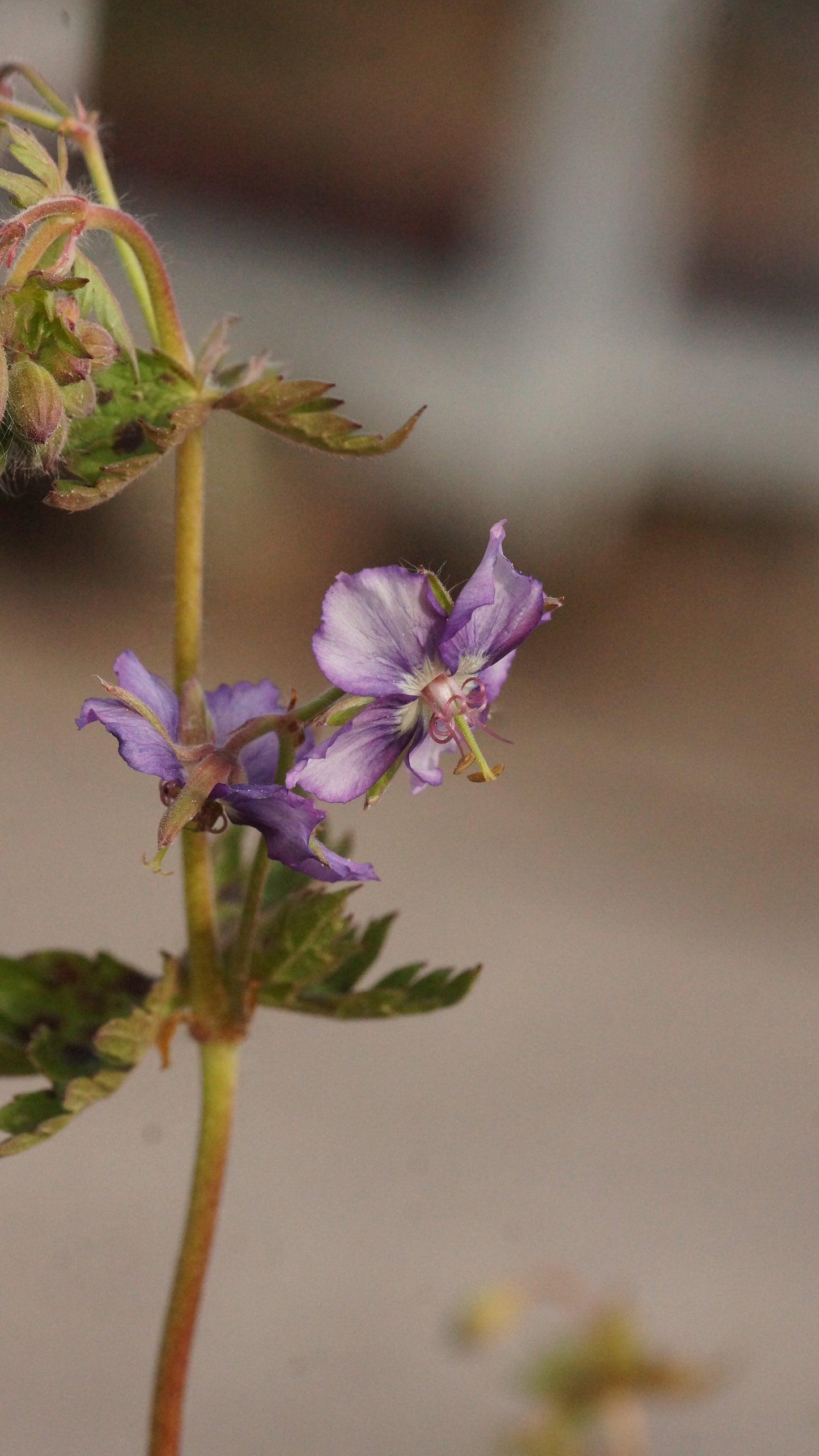 Geranium phaeum 'Censation Kora' - Brauner Storchschnabel