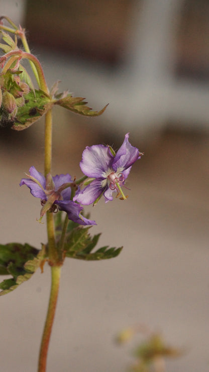 Geranium phaeum 'Censation Kora' - Brauner Storchschnabel