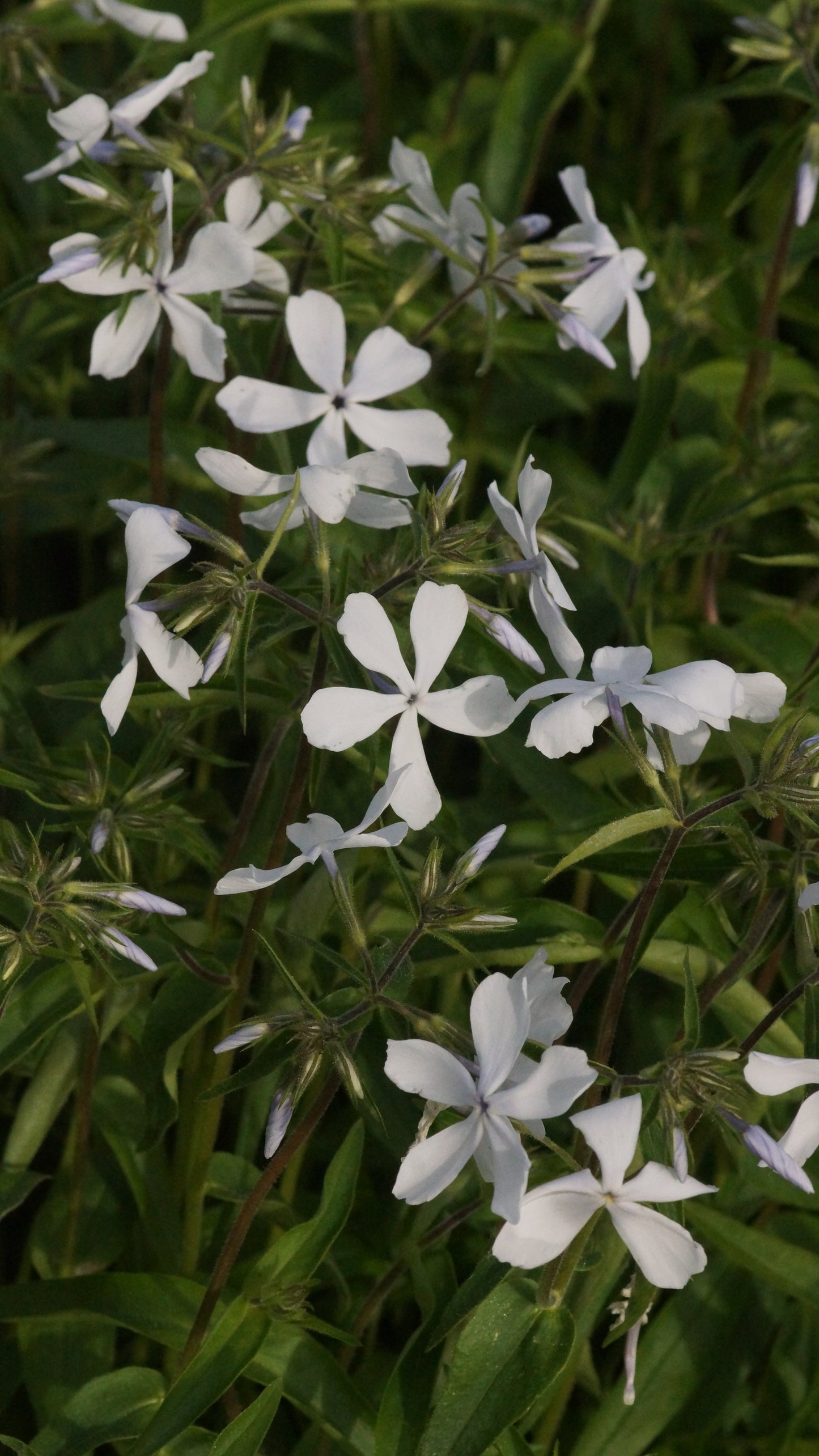 Phlox divaricata 'May Breeze' - Wald-Phlox