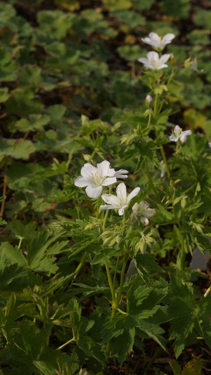 Geranium sylvaticum 'Album'  - Wald-Storchschnabel
