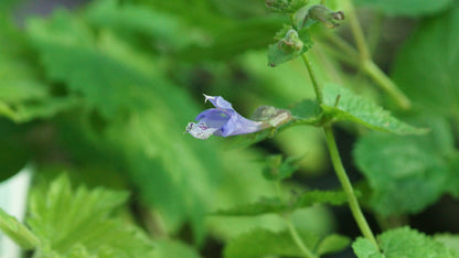 Meehania urticifolia 'Japanblau' - Japannessel