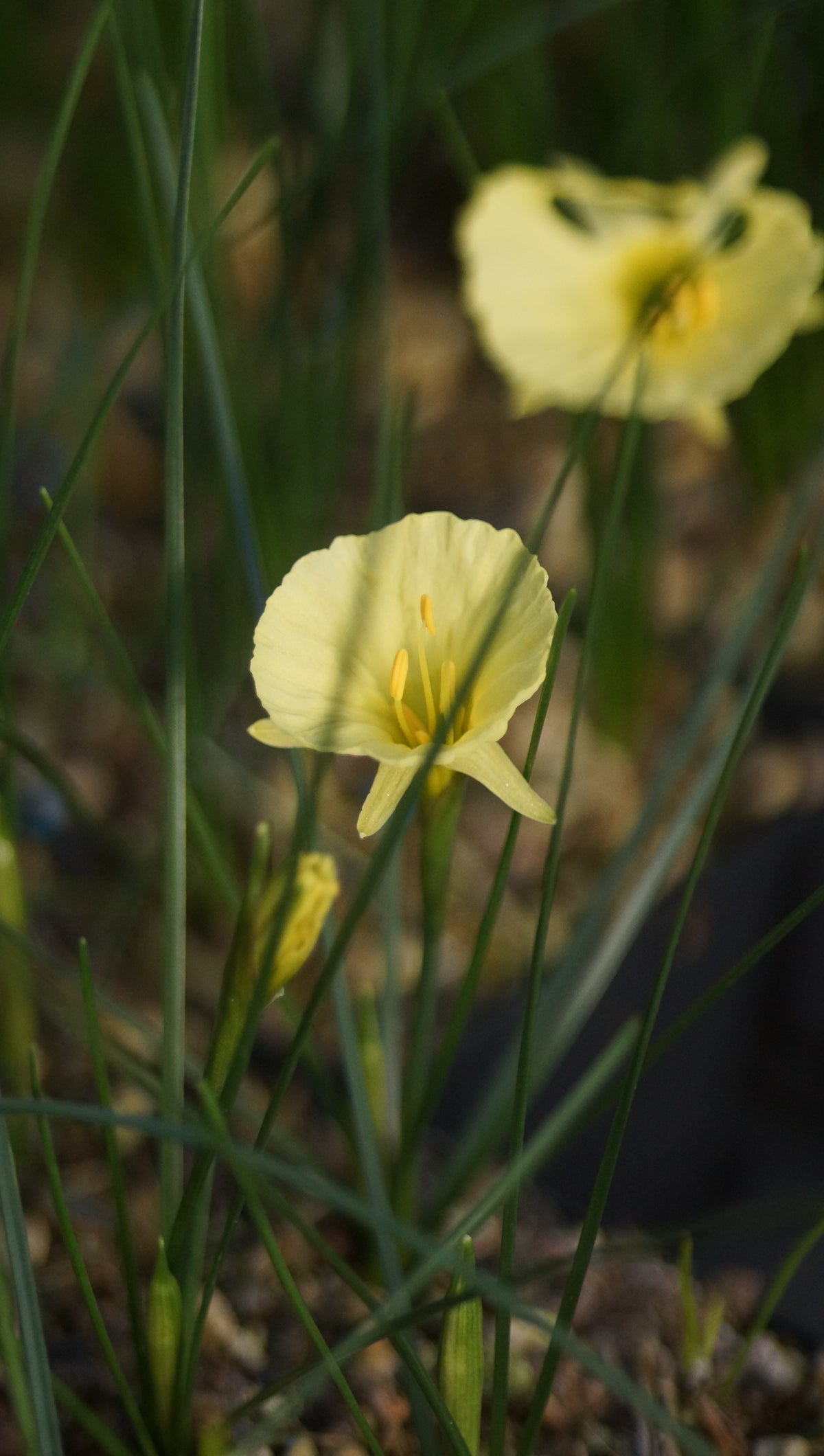 Narcissus romieuxii 'Julia Jane' - Marokko-Narzisse