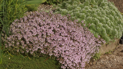 Thymus Hybride 'Duftkissen' - Duft-Thymian