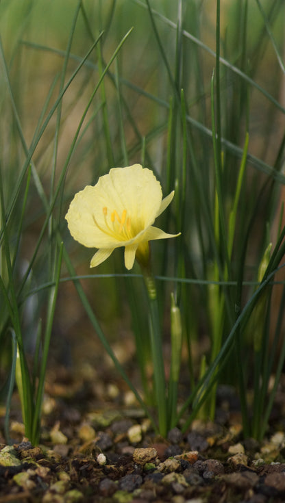 Narcissus romieuxii 'Julia Jane' - Marokko-Narzisse