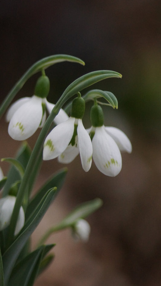 Galanthus elwesii 'Snow Fox' - Schneeglöckchen
