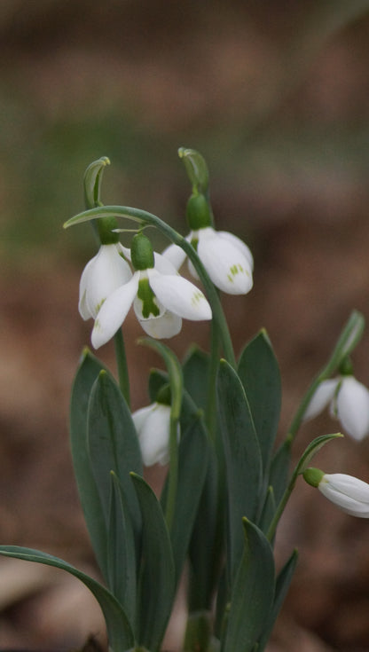 Galanthus elwesii 'Snow Fox' - Schneeglöckchen