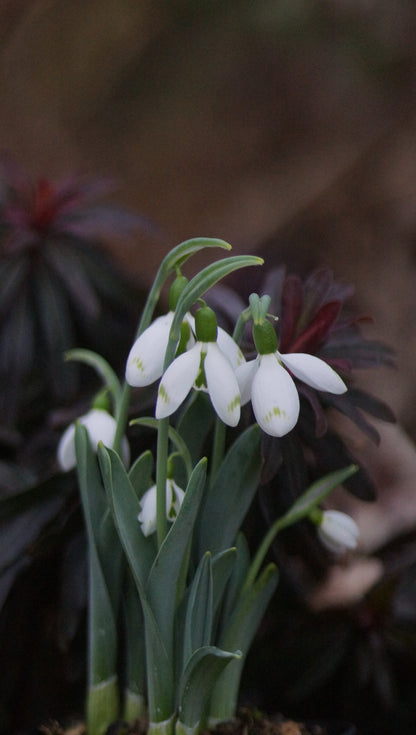 Galanthus elwesii 'Snow Fox' - Schneeglöckchen