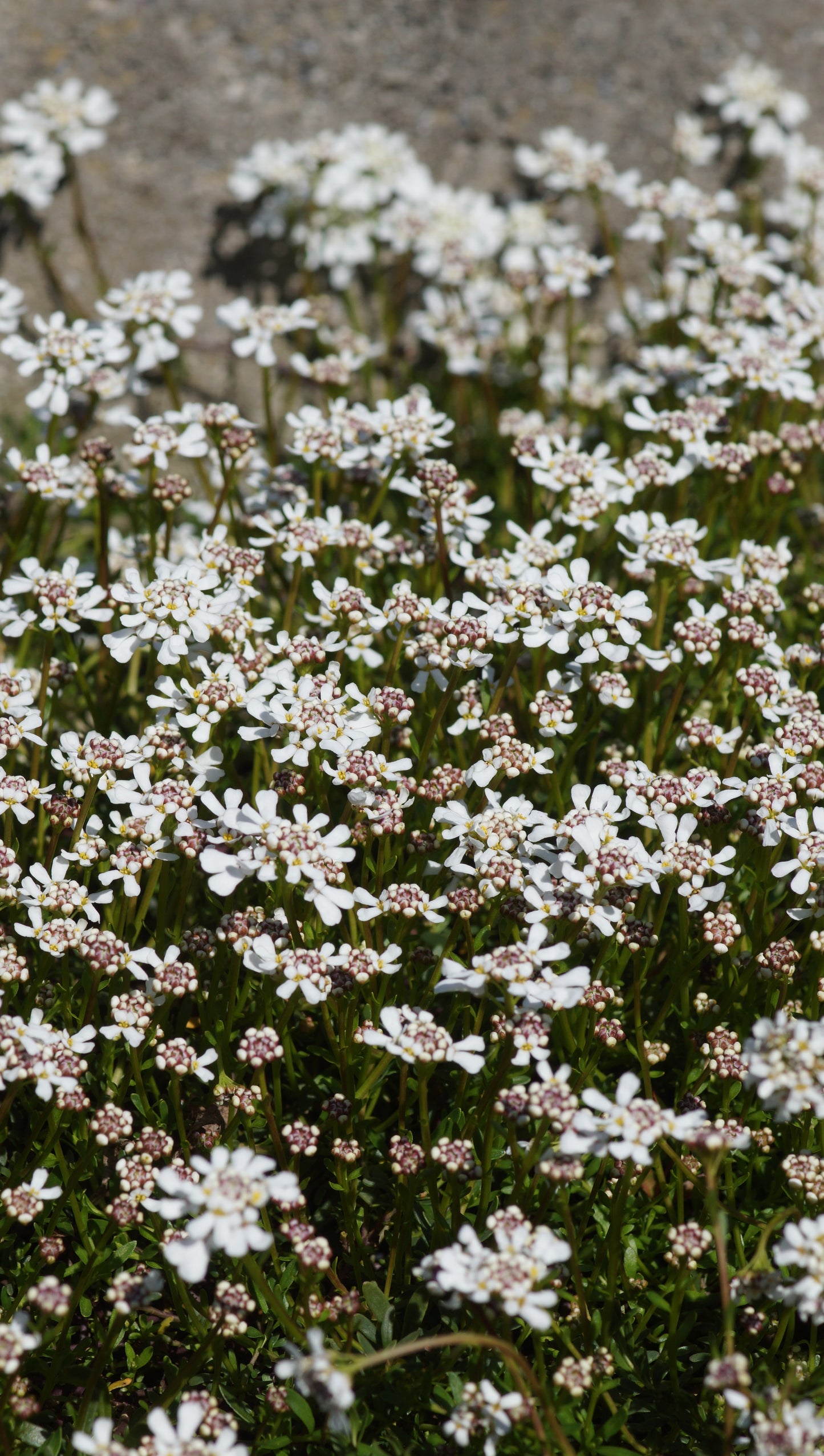 Iberis pruitii - Südliche Schleifenblume