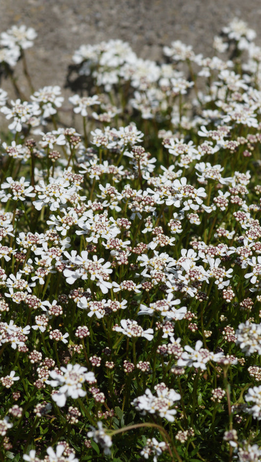 Iberis pruitii - Südliche Schleifenblume