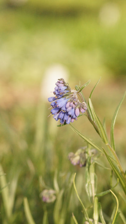 Moltkia petraea - Felsen-Moltkie