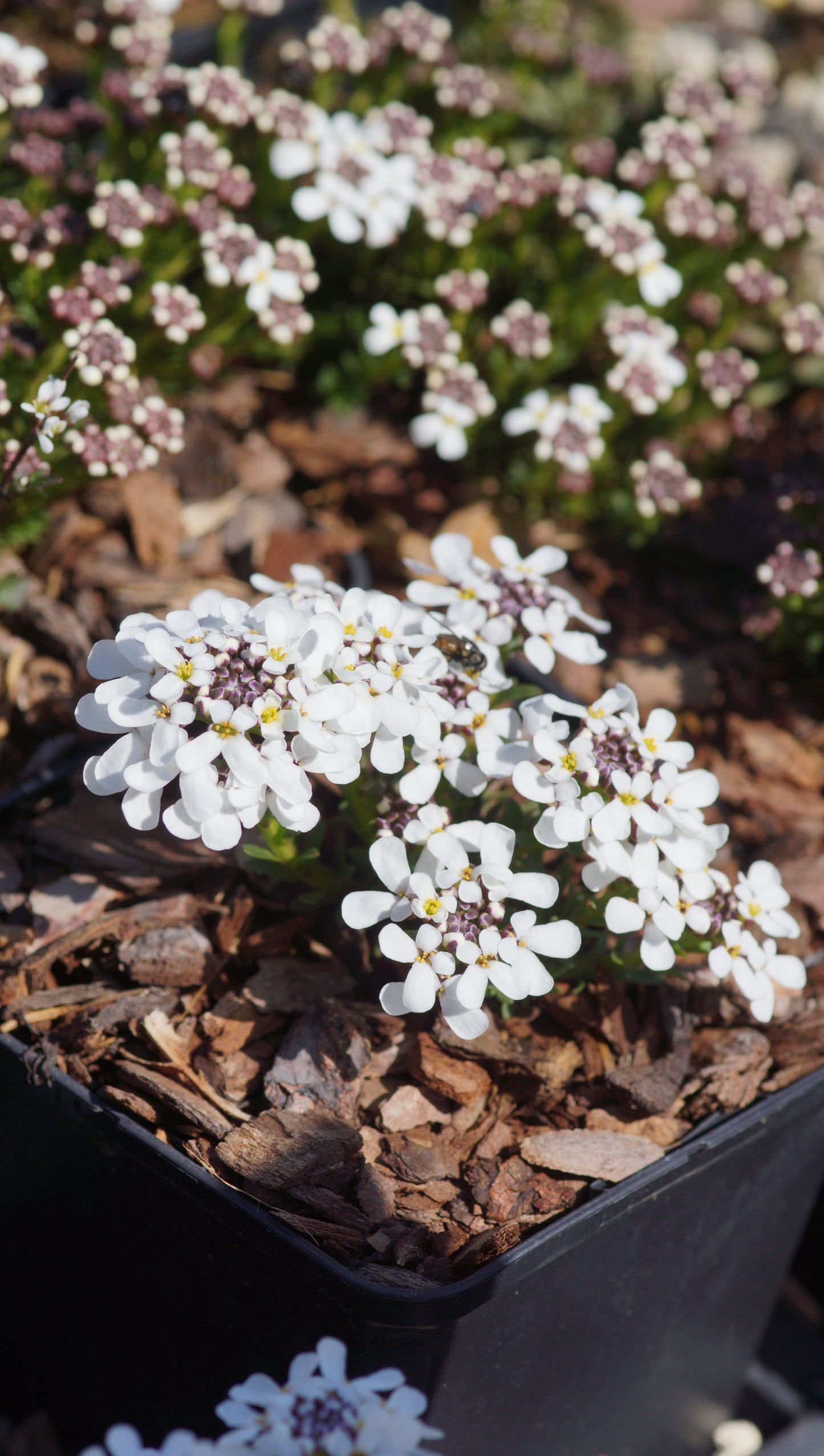 Iberis saxatilis var. corifolia 'Pygmaea' - Zwergige Felsen-Schleifenblume