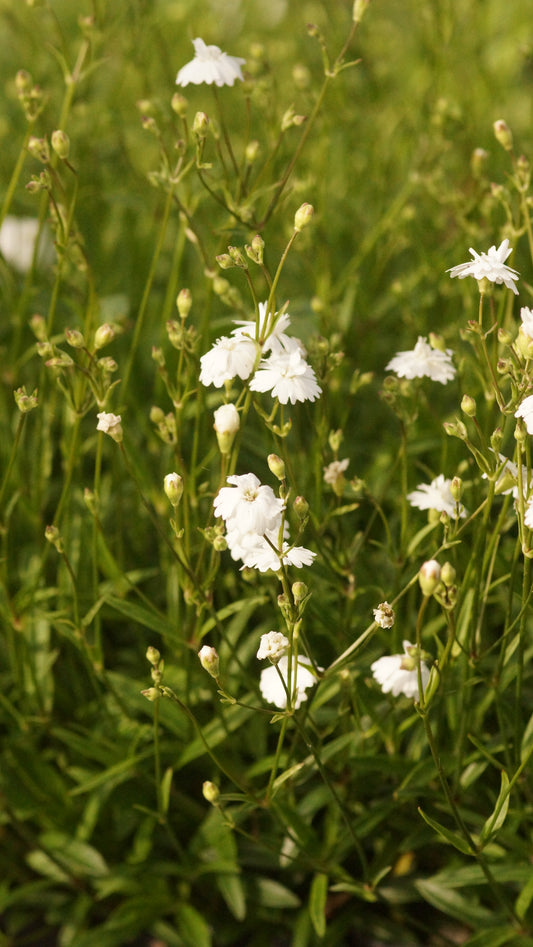Silene alpestris 'Flore Pleno' - Gefülltes Alpen-Leimkraut