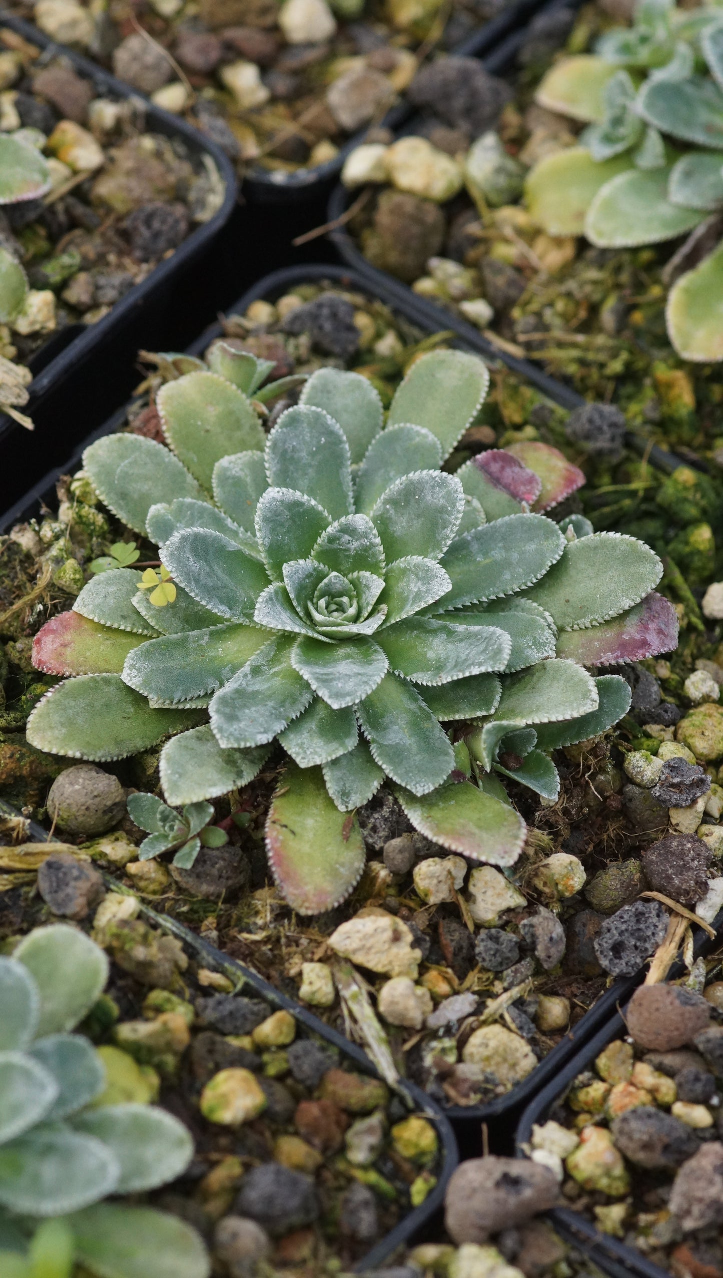 Saxifraga cotyledon 'Southside Seedling' - Strauss-Steinbrech