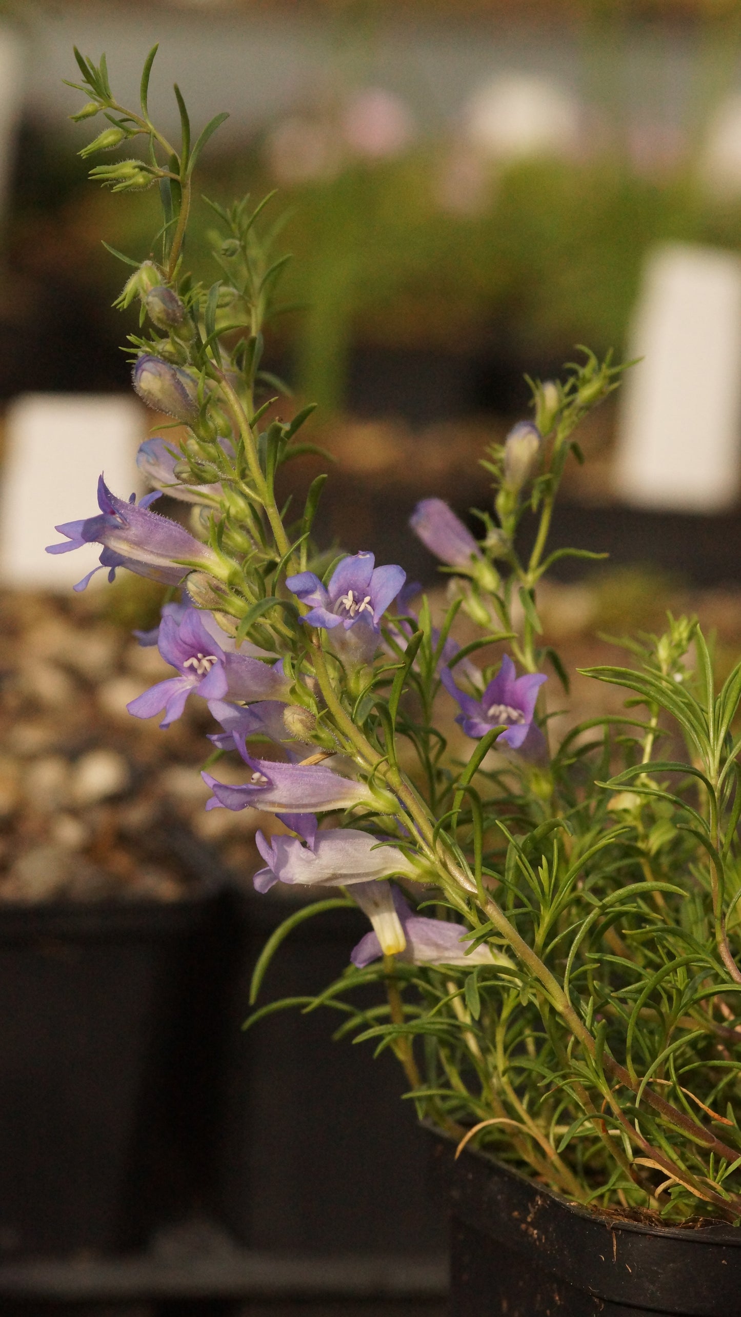 Penstemon crandallii subsp. glabrescens - Bartfaden