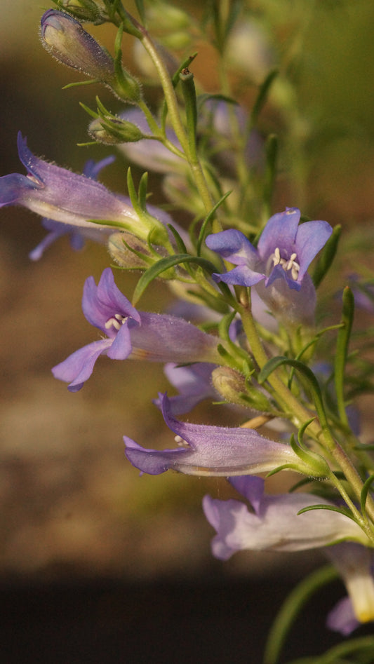 Penstemon crandallii subsp. glabrescens - Bartfaden